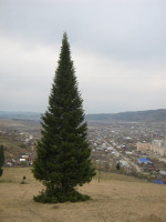 Стройненькая елочка