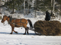 Лошадка