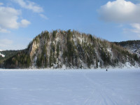 Жукова шишка