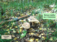 Белые грибы на горе Соколиха