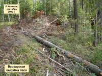 Варварская вырубка леса (фото 3)
