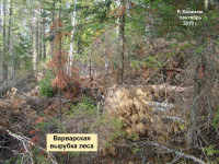 Варварская вырубка леса (фото 5)