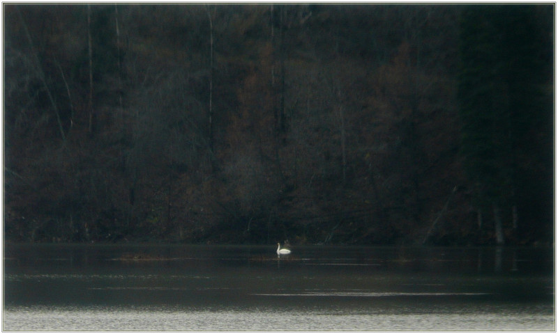 Одинокий лебедь на Симском пруду