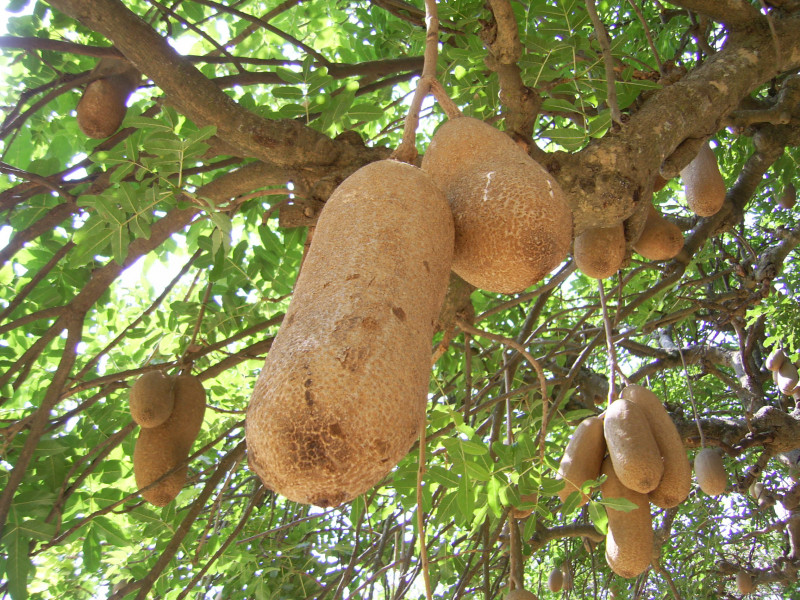 Плоды хлебного дерева