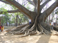 Деревце в парке