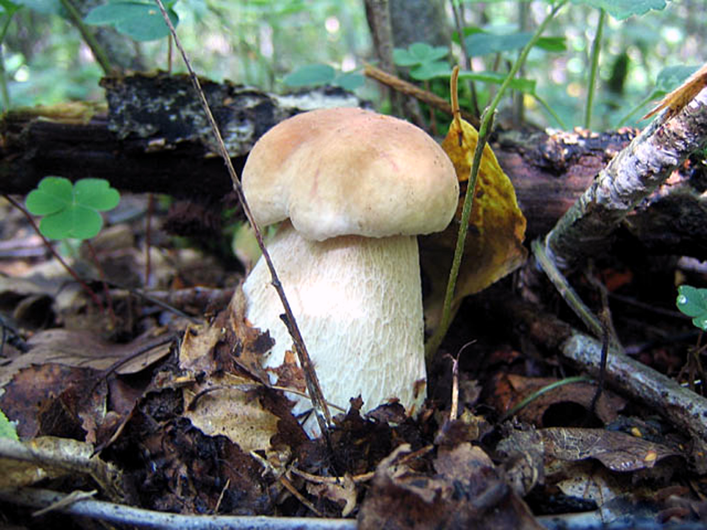 Белый гриб берёзовый-3