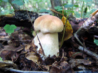 Белый гриб берёзовый-3