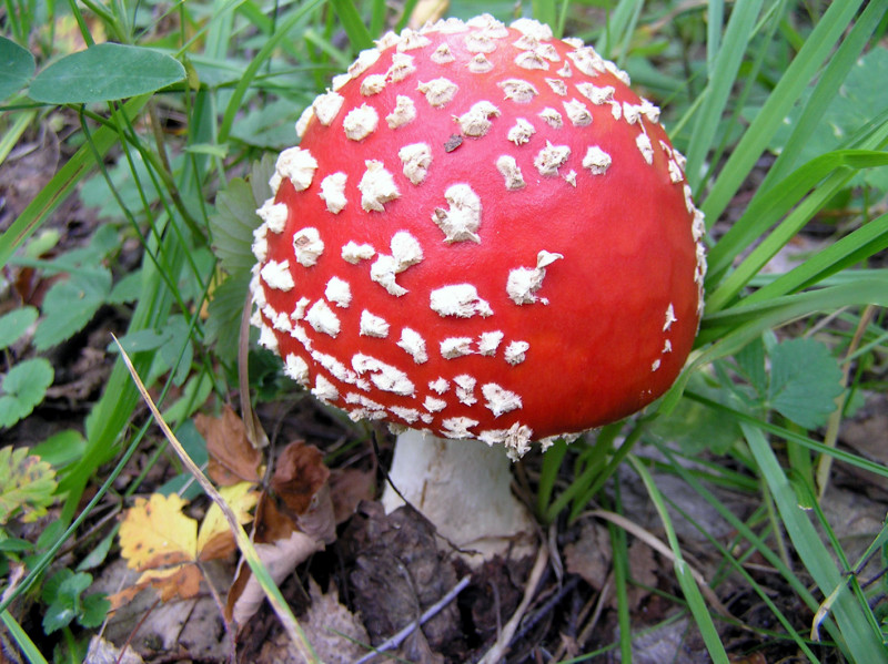 Мухомор красный-4. Ядовитый гриб