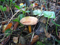 Перечный гриб (Маслёнок перечный)