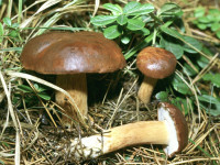 Польский гриб (Моховик каштановый)