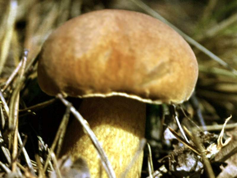 Сатанинский гриб. Ядовитый гриб