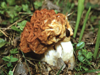 Строчок-1. Условно съедобный гриб