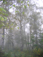 Утренний лес в тумане