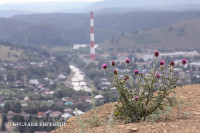 Доброе лето! 