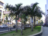 Бангалор, Airport road. Небольшие пальмы