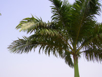 Верхушка пальмы