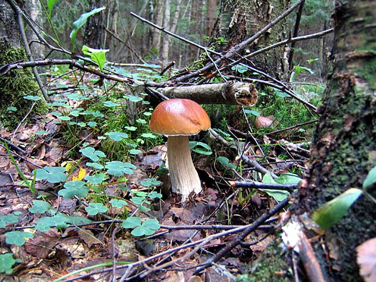 Белый гриб берёзовый-1