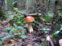 Белый гриб берёзовый-1