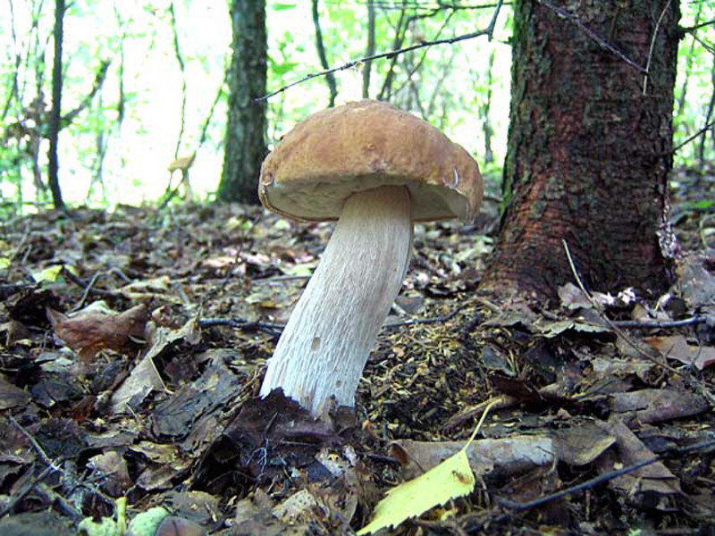 Белый гриб берёзовый-2