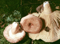 Волнушка розовая-1. Условно съедобный гриб