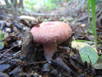 Волнушка розовая-2. Условно съедобный гриб