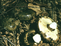 Груздь черный (Чернушка). Условно съедобный гриб