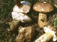 Желчный гриб (Горчак)-1. Несъедобный гриб