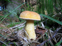 Желчный гриб (Горчак)-2. Несъедобный гриб