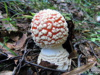Мухомор красный-2. Ядовитый гриб