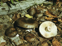 Подгруздок черный (Чернушка). Условно съедобный гриб