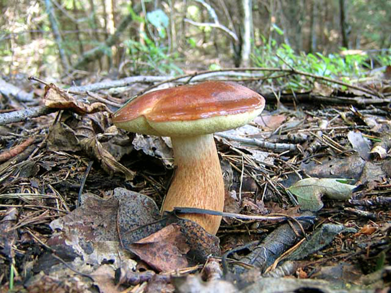 Польский гриб (Панский гриб)