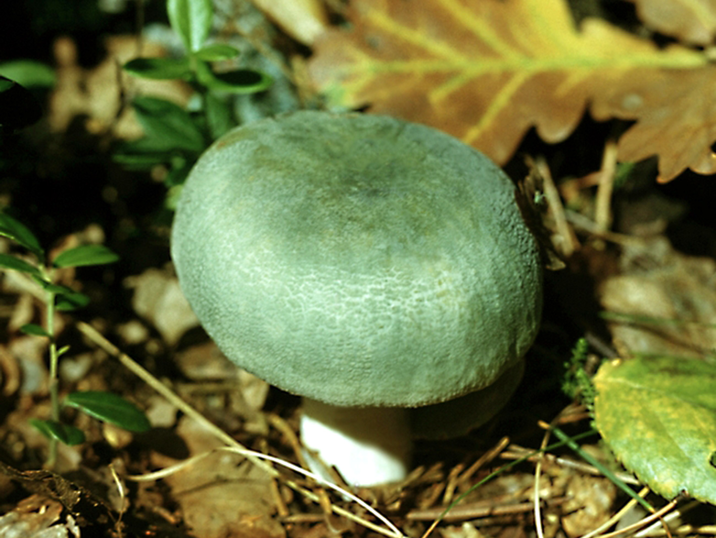 Сыроежка зелёная. Условно съедобный гриб