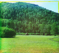Горы, покрытыя пихтовыми лесами, близ Симскаго завода