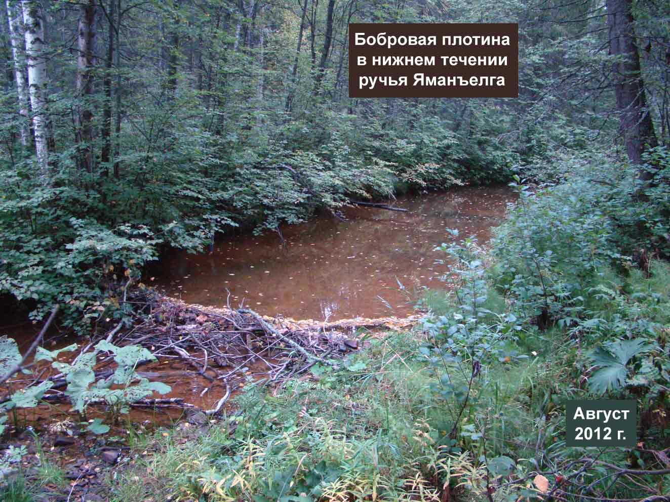 Зачем бобры строят плотины