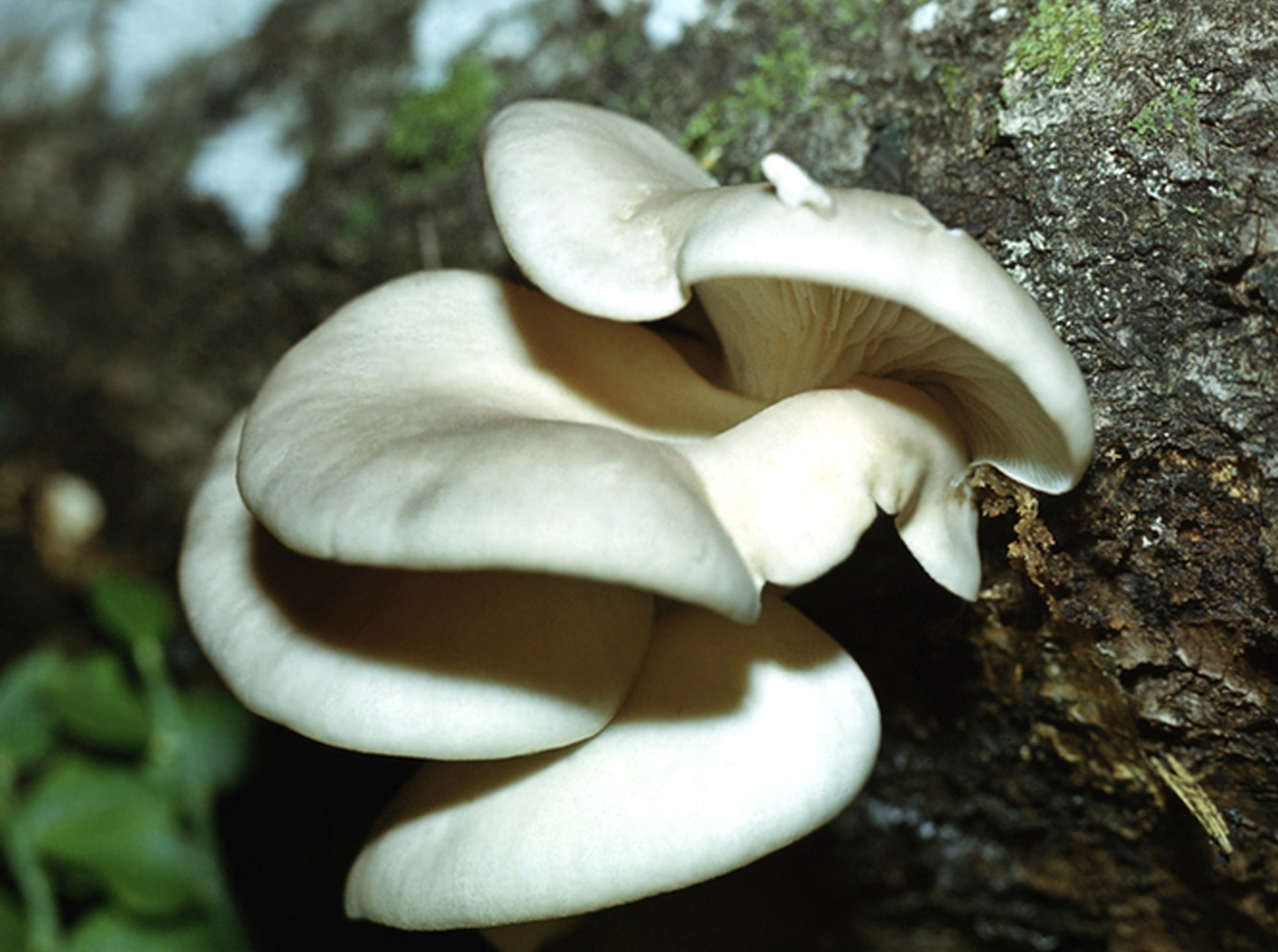 Вёшенка обыкновенная. Вешенка обыкновенная лесная. Вешенка обыкновенная съедобные. Вёшенка обыкновенная. Вешенка обыкновенная съедобные.