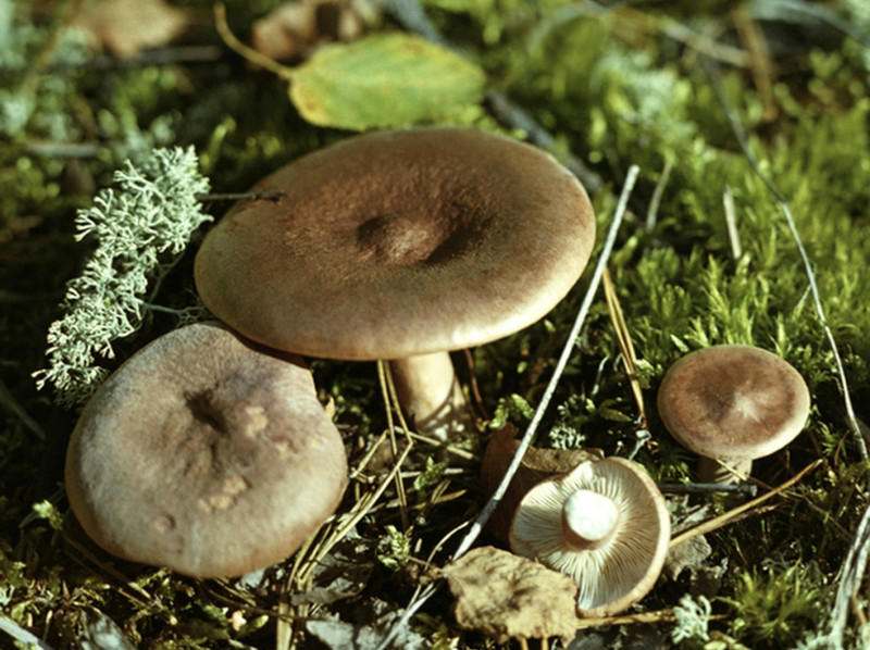 9 грибов. Пластинчатые условно съедобные грибы. Горькушки грибы съедобные и несъедобные. Лесные грибы съедобные в Липецкой области. Гриб Горькун.